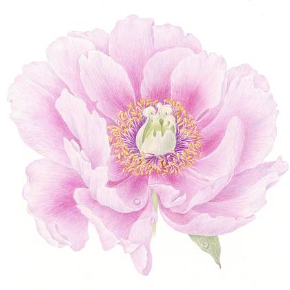 The portrait of this tutor.