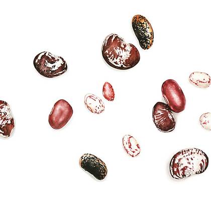 Artwork by Molly Reeder, Watercolour, Botanical Art.