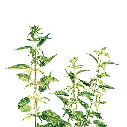 Artwork by Molly Reeder, Watercolour, Botanical Art.