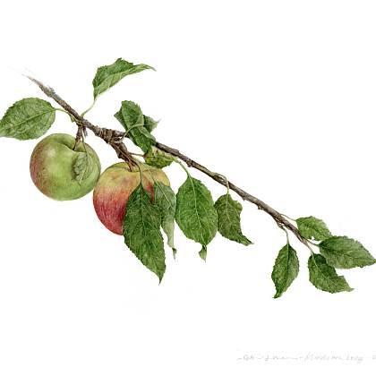 Artwork by Gail Jones, Botanical Art Retreats France.