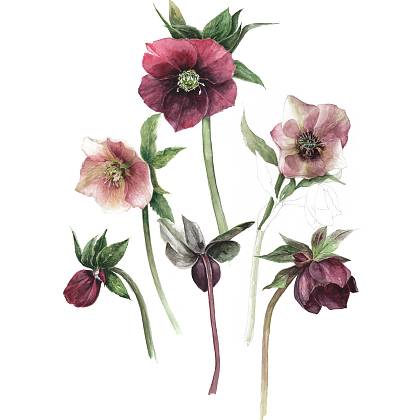 The portrait of this tutor.