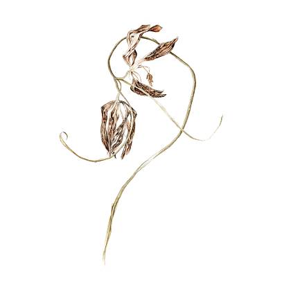 Artwork by Gail Jones, Botanical Art Retreat, France.