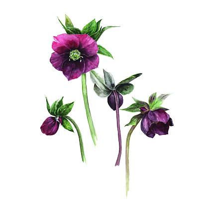 Artwork by Gail Jones, Botanical Art Retreat, France.