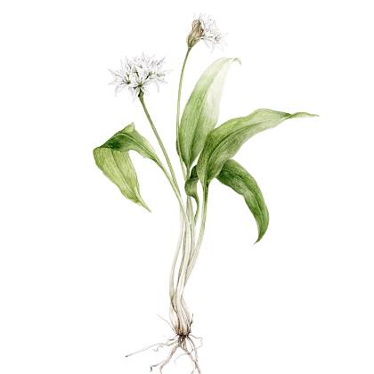 Artwork by Gail Jones, Botanical Art Retreat, France.