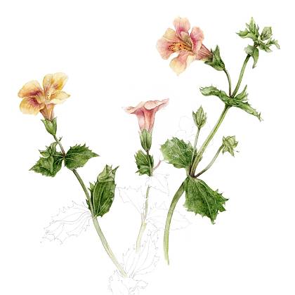 Artwork by Gail Jones, Watercolours, Botanical Art, France.