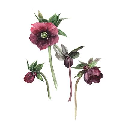 Artwork by botanical artist and painting holiday tutor Gail Jones. 
