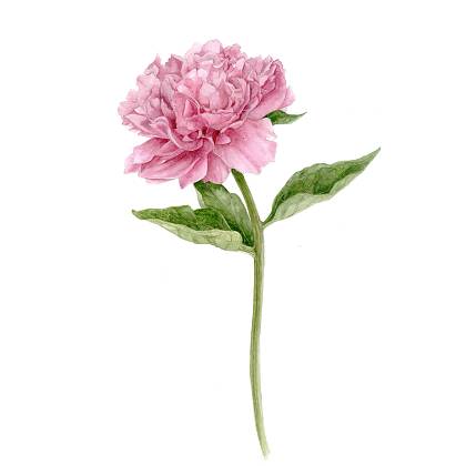 Artwork by botanical artist and painting holiday tutor Gail Jones. , pink peony.