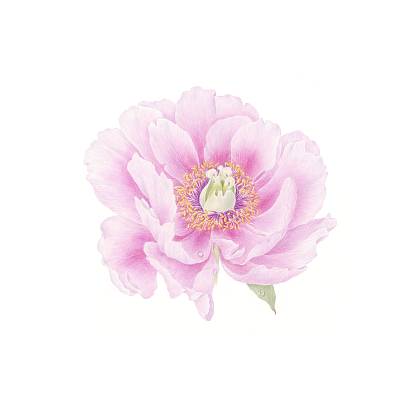 Peony illustration, pink flower by botanical artist Catherine Watters.