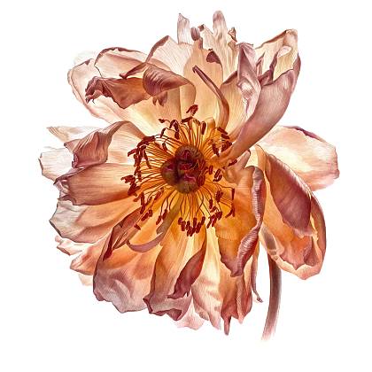 Artwork by Svetlana Lanse, Watercolour, Botanical Art.