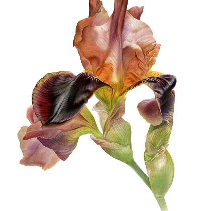 Artwork by Svetlana Lanse, Watercolours, Botanical Art.