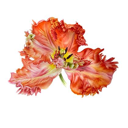 Artwork by Svetlana Lanse, Watercolours, Botanical Art.