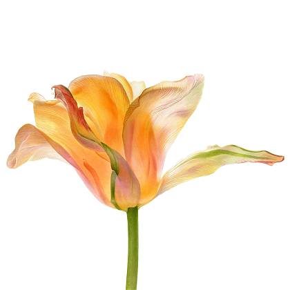 Artwork by Svatlana Lanse, Watercolours, Botanical Art.