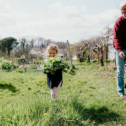 Vegetable garden at Clos Mirabel with little girl holding a large lettuce.