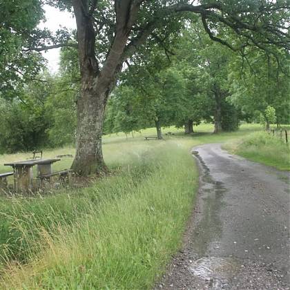 Table and bench under a tree in a field.