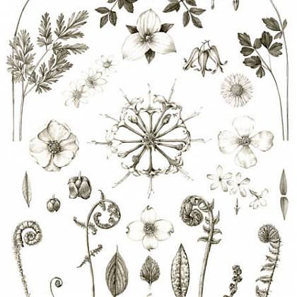 Black and white botanical illustration of flowers and leaves.