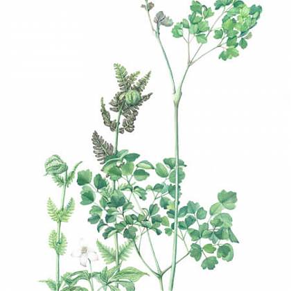 Botanical illustration green plant on white background.