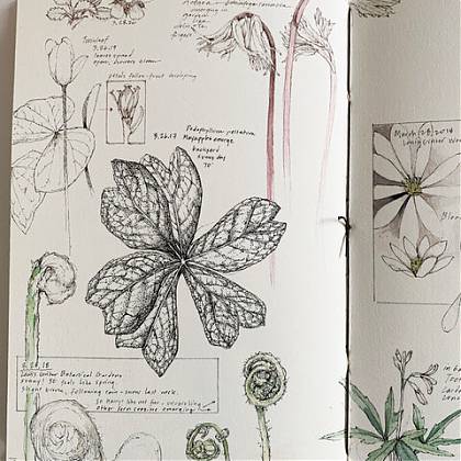 Open sketchbook with botanical illustrations.