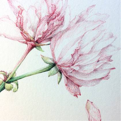 Painting of Cherry Blossom, pink tones.