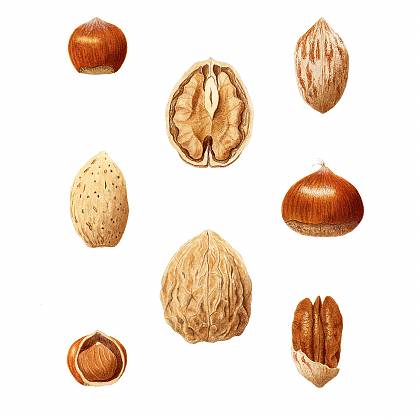 Assortment of nuts, watercolour Illustration by Catherine Watters.