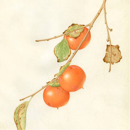 Diospyros Virginiana, watercolour illustration by Catherine Watters.
