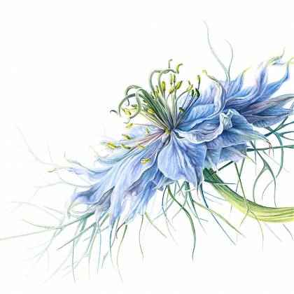 Blue cornflower illustration by Botanical Artist and tutor - Mary Dillion for atelier clos mirabel France.
