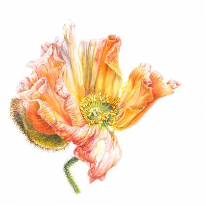 Botanical illustration of flower in orange and red by Mary Dillion - painting holiday tutor.