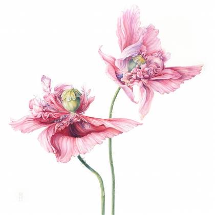 Pink flower, illustration by Mary Dillion botanical artist and tutor Clos Mirabel.