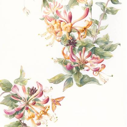 Floral illustration by botanical artist Mary Dillion - painting retreat france.