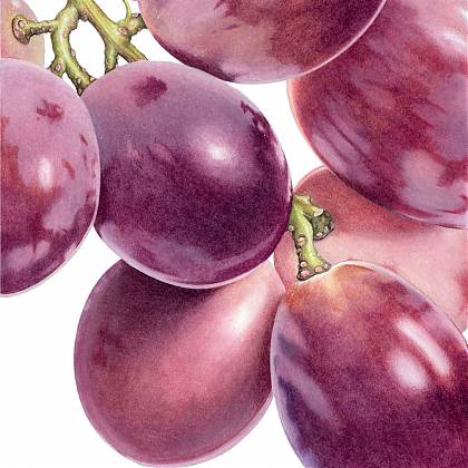 Botanical illustration in coloured pencil of grapes by artist Ann Swan for Clos Mirabel art ateliers France.