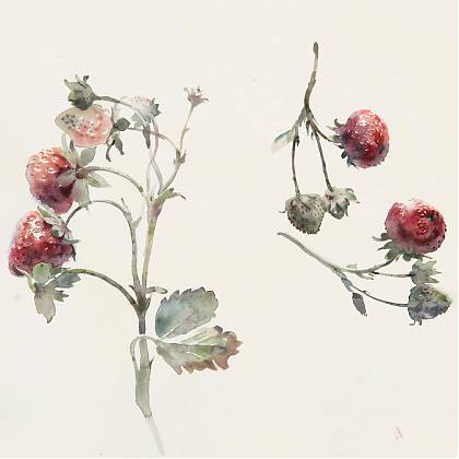 Watercolour painting of strawberries on stems by artist and tutor Wendy Artin for Clos Mirabel Ateliers.
