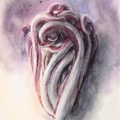 Pink radicchio in watercolor by artist Wendy Artin.