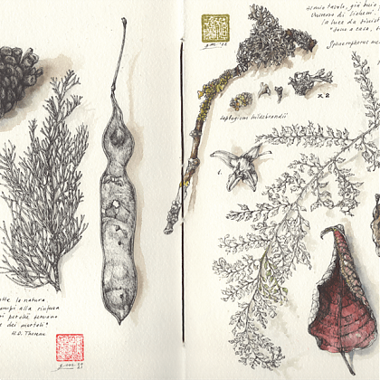Pen and ink botanical drawing of seed pod and pinecone and leaves by botanical artist and tutor Giacomina Ferrillo.