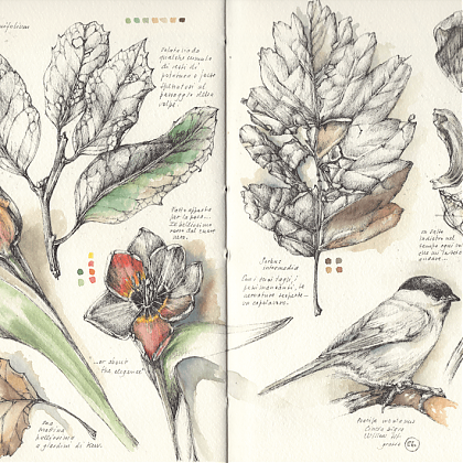 Botanical illustration of leaves and birds by botanical artist Giocamina Ferrillo.