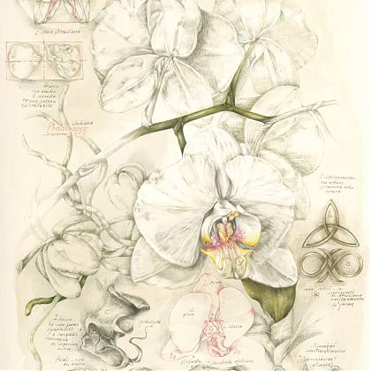 Botanical illustration in watercolour of orchid and animals.