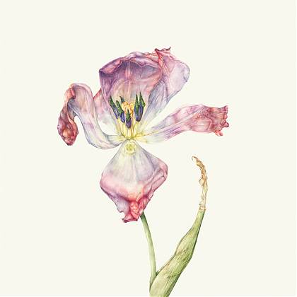 Tulip watercolour illustration by painting holidays tutor and botanical artist Giacomina Ferrillo.