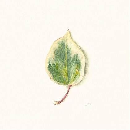 Ivy leaf - watercolour by botanical artist and tutor Giacomina Ferrillo.