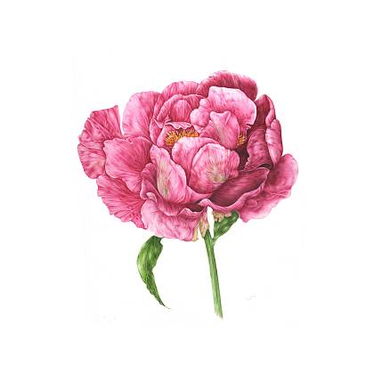 Peonie pink flower - botanical illustration by workshop tutor Giacomina Ferrillo. 