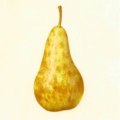 Botanical drawing of conference pear by artist Catherine Watters.