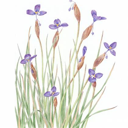 Botanical drawing of patersonia sericea by artist Catherine Watters. 