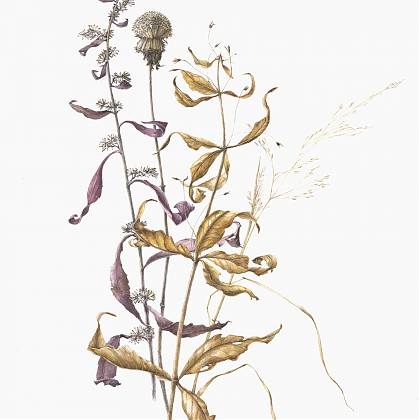 Botanical illustration in brown and purple tones of grasses, leaves and dried dandelion by botanical artists and workshop tutor Lara Gastinger.
