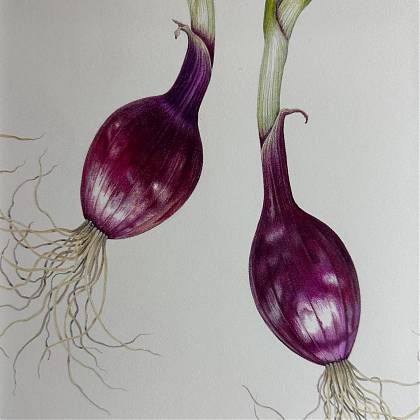 Two red onions by botanical artist Ann Swan.