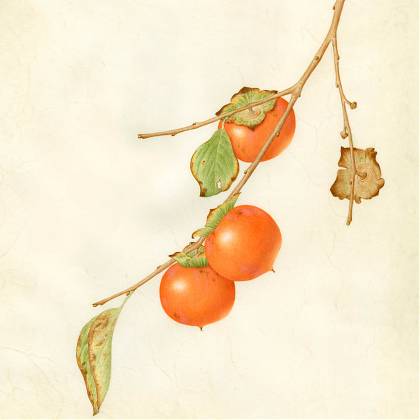 Orange fruit on branch - botanical illustration course.