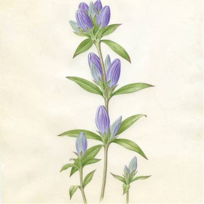 Purple flower on stem with leaves - botanical artwork by Catherine Watters.