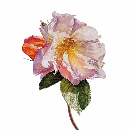 Botanical Painting ofa rose by artist Jarnie Godwin. 