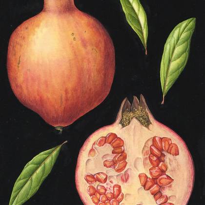 Pomegranate by artist Julia Trickey tutor Atelier Clos Mirabel France.