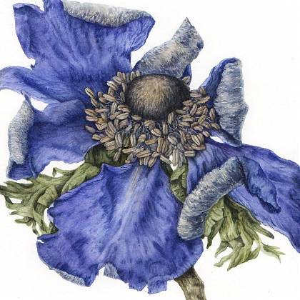 Anemone in decay by artist Julia Trickey tutor Atelier Clos Mirabel France.
