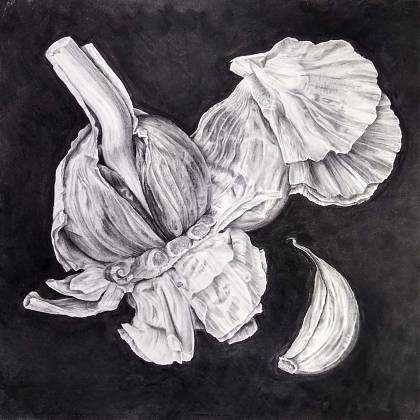 Garlic by artist Julia Trickey tutor Atelier Clos Mirabel France.