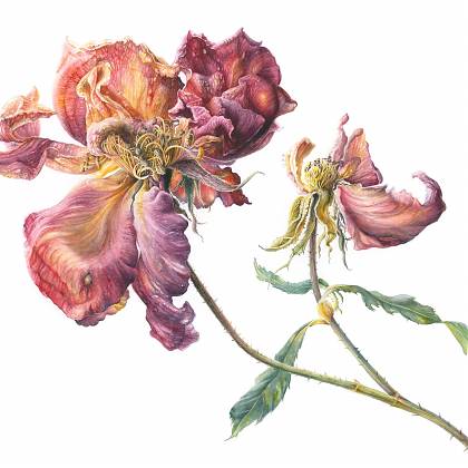 Botanical illustration of Ville de Roeulx Roses plant by Mary Dillon.