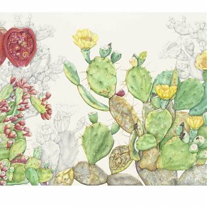 Botanical illustration of an Opuntia plant by Soyoung Sin.