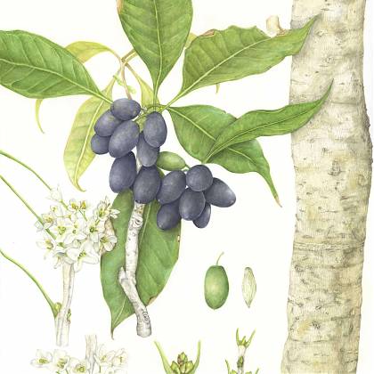 Botanical illustration of an Osmanthus plant by Soyoung Sin, Tutor at Atelier Clos Mirabel, France.